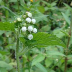 Ageratum conyzoides