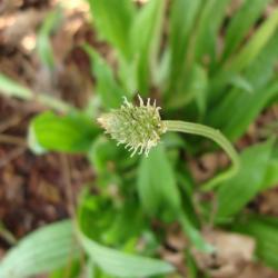 Plantago lanceolata 