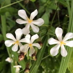 Eleutherine bulbosa