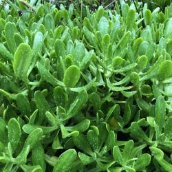 Sedum dendroideum