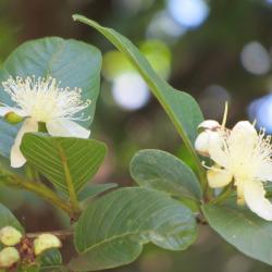 Psidium guajava