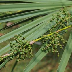 Serenoa repens