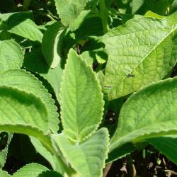 Plectranthus barbatus