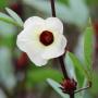 Hibiscus sabdariffa Hibiscus sabdariffa