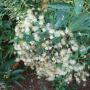 Vernonia polyanthes
