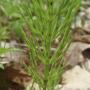 Equisetum arvense