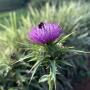 Silybum marianum