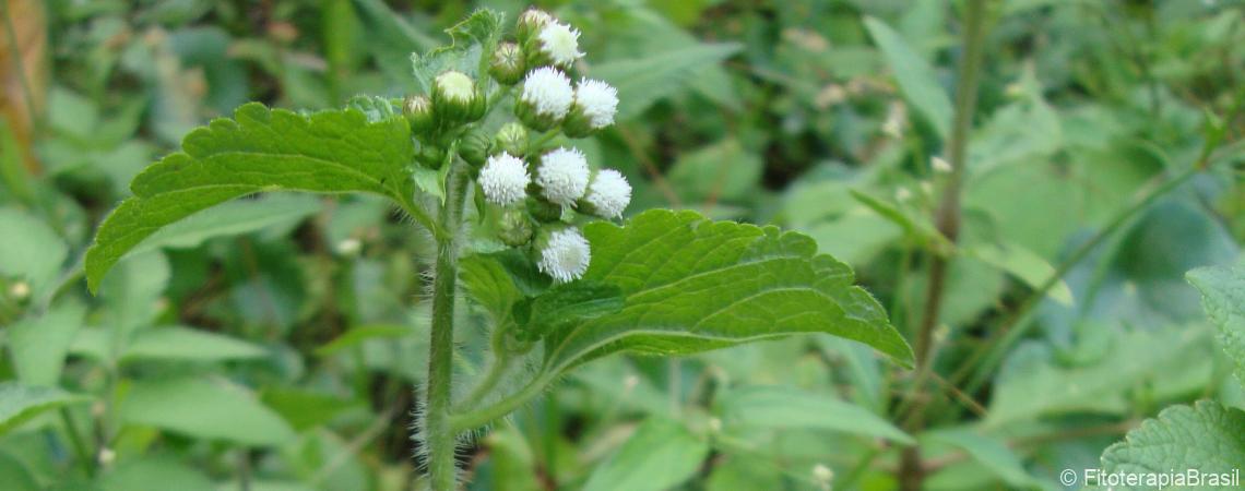 Ageratum conyzoides