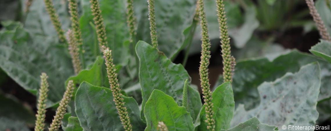 Plantago major Fitoterapia Brasil