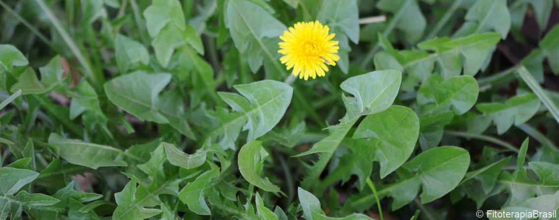 Taraxacum officinale