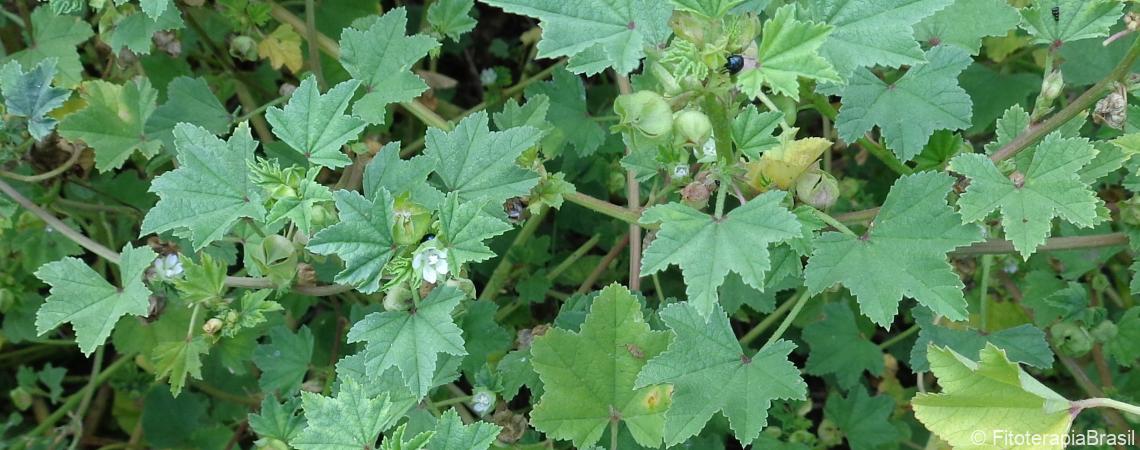 Malva sylvestris Fitoterapia Brasil