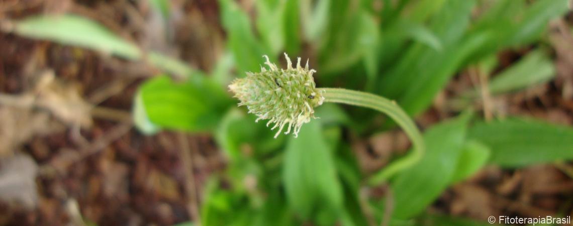 Plantago lanceolata 