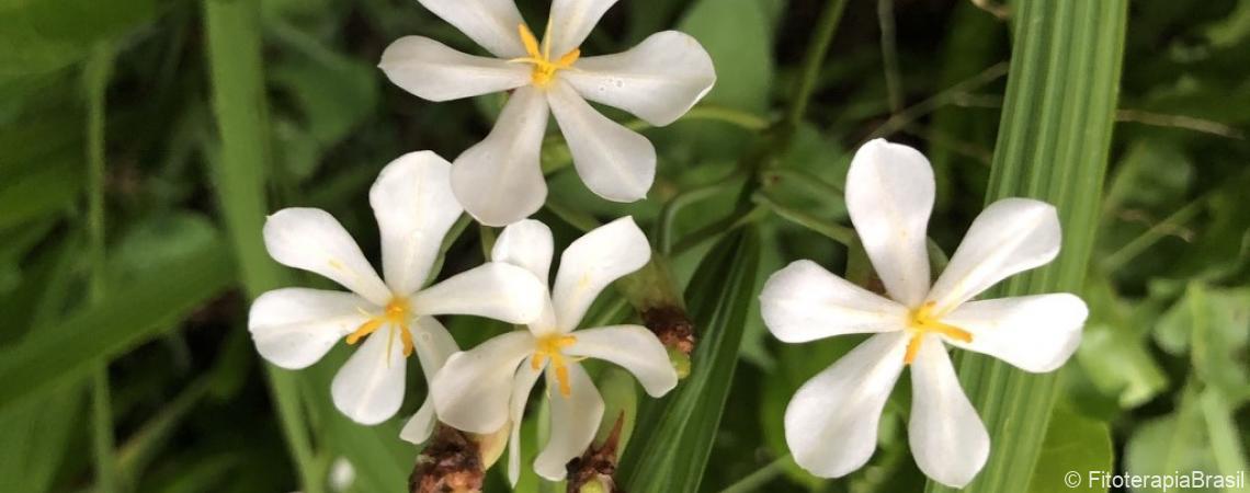 Eleutherine bulbosa