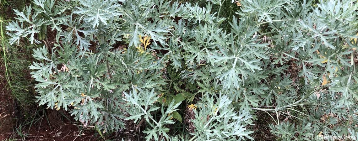 Artemisia absinthium Fitoterapia Brasil