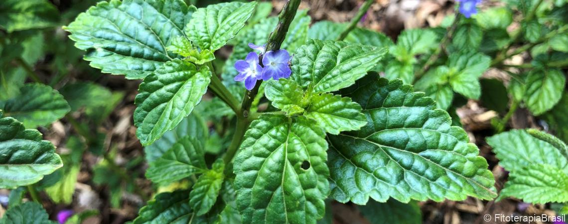 Uma cobra azul com gotas de água na cabeça