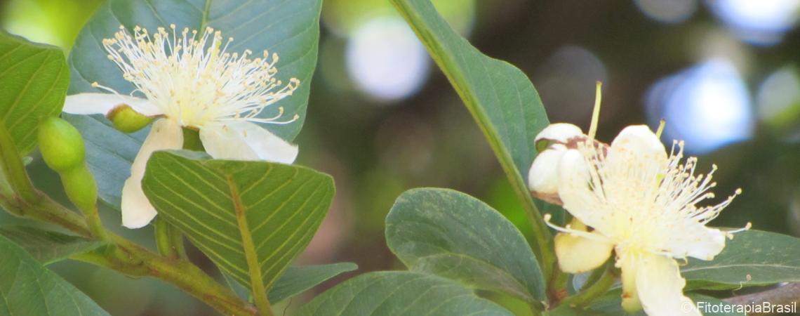 Psidium guajava