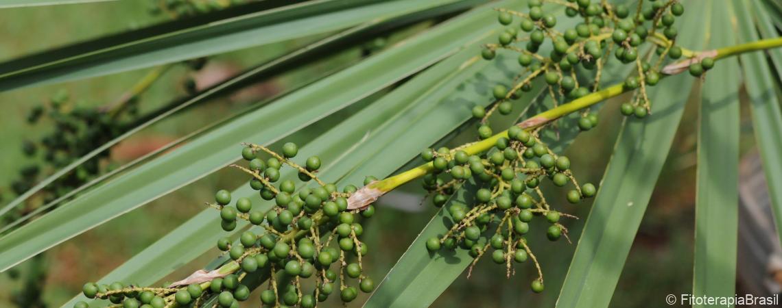 Serenoa repens