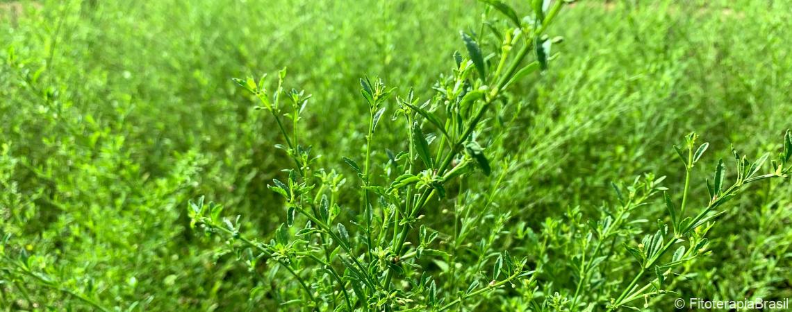 Scoparia dulcis
