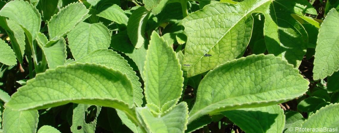 Plectranthus barbatus