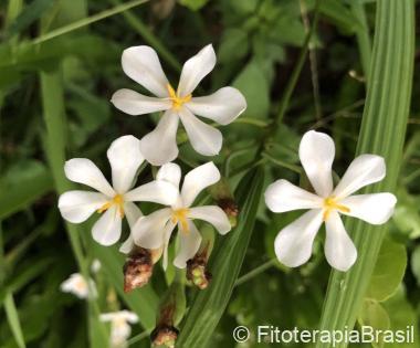 Eleutherine bulbosa