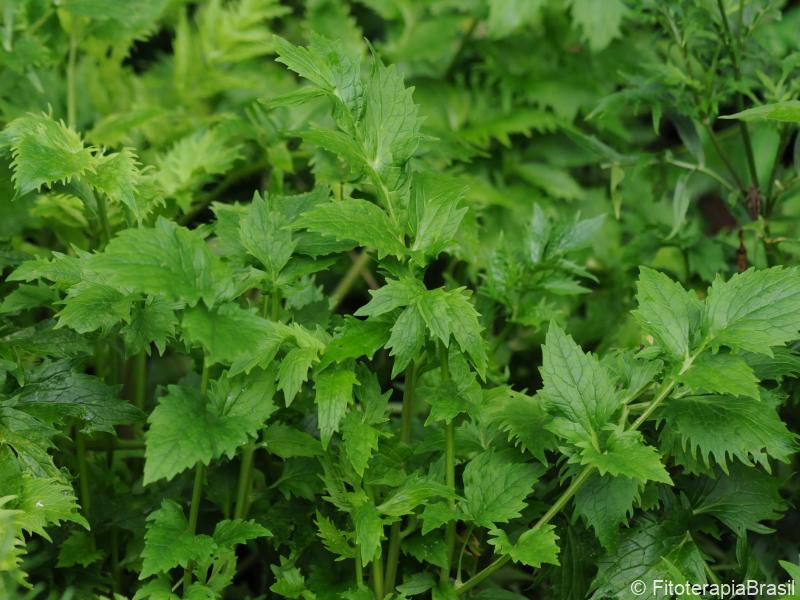 Valeriana officinalis