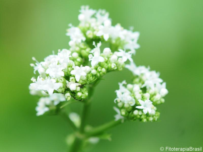 Valeriana officinalis