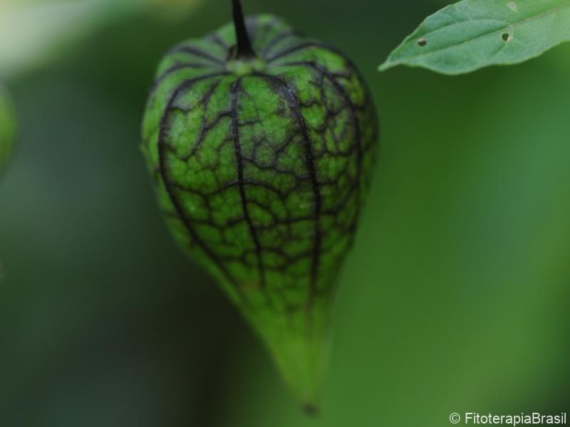 Fruto verde