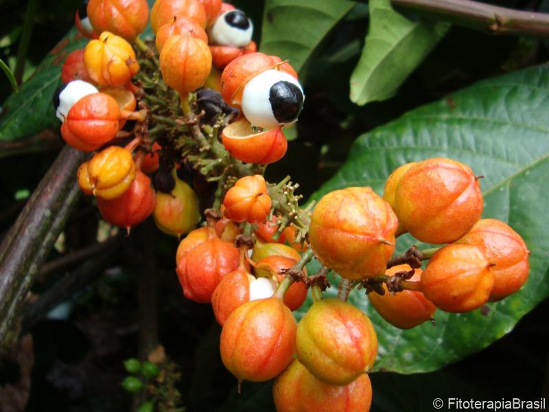 Paullinia cupana