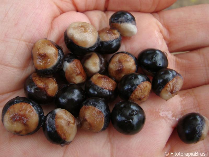 Paullinia cupana