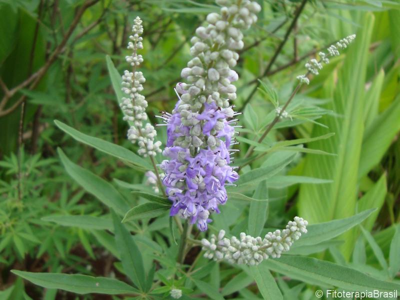 Vitex agnus castus