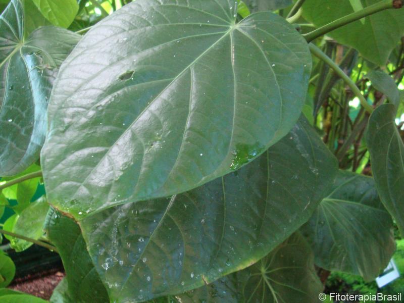 Piper methysticum