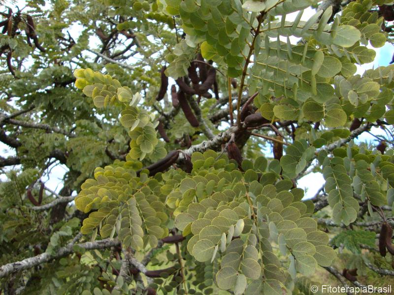 Stryphnodendron adstringens