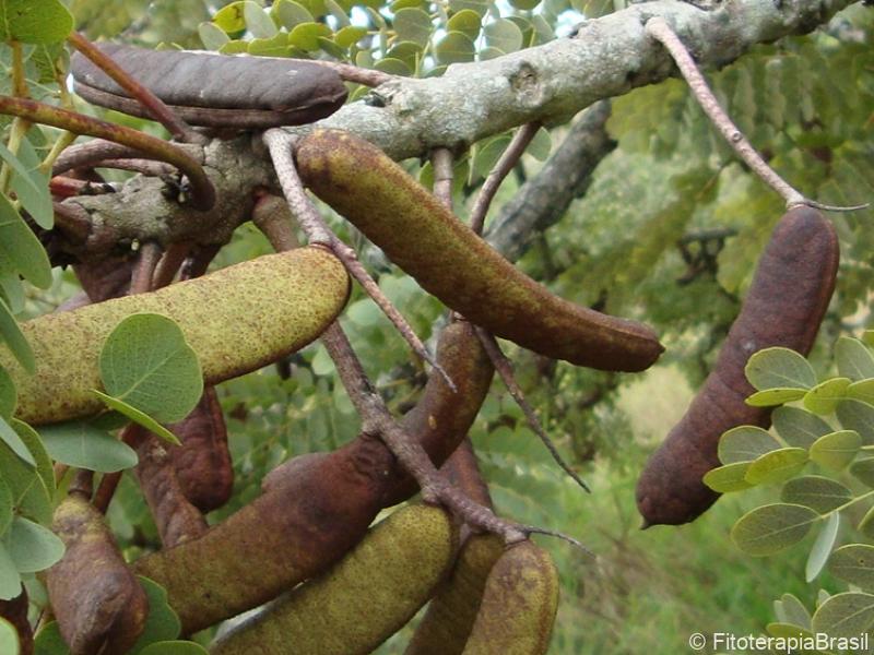 Frutos em vagens