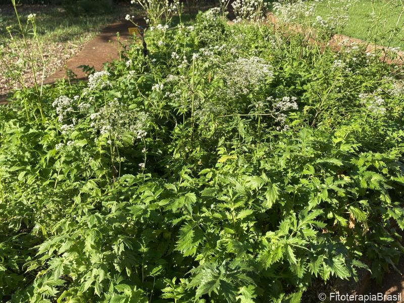 Valeriana officinalis