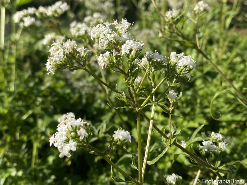 Valeriana officinalis