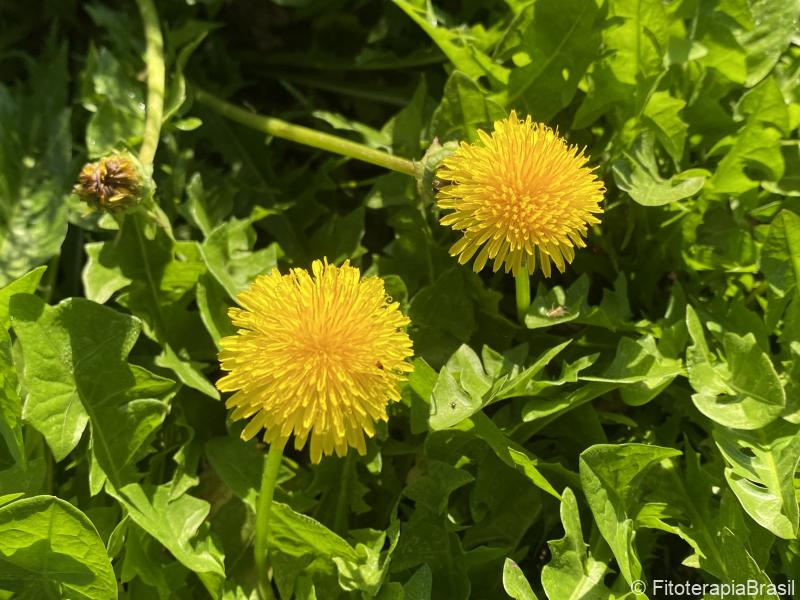 Taraxacum officinale