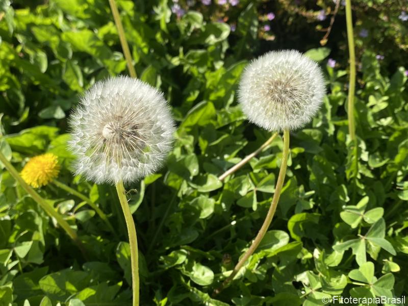 Taraxacum officinale