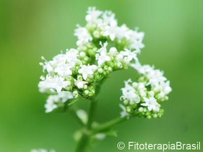 Valeriana officinalis