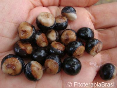 Paullinia cupana