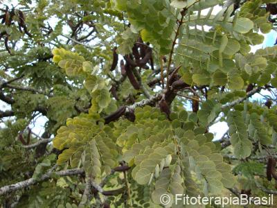 Stryphnodendron adstringens