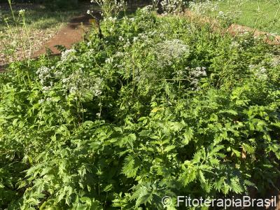 Valeriana officinalis