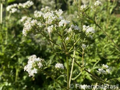 Valeriana officinalis