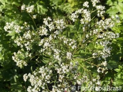 Valeriana officinalis