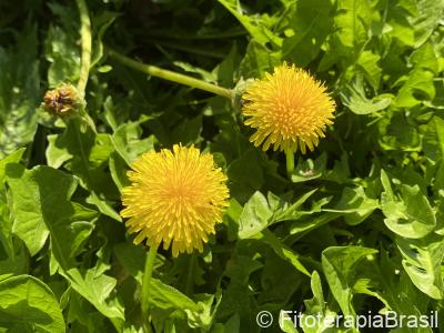 Taraxacum officinale