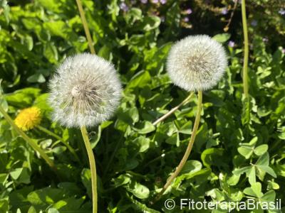 Taraxacum officinale