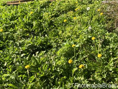 Taraxacum officinale